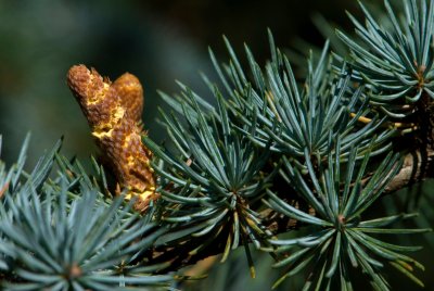 Cedrus atlantica 'Glauca' - cedr atlaský - šiška